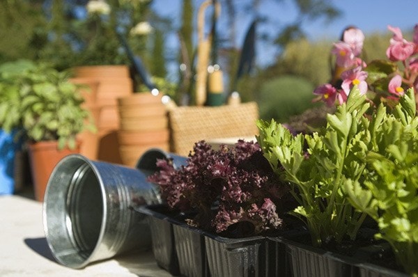 Flowers and planting supplies in garden