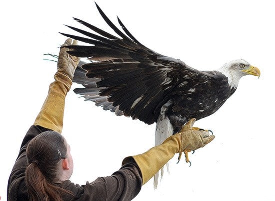 55530abbotsfordEagleRelease-BJ-Apr14