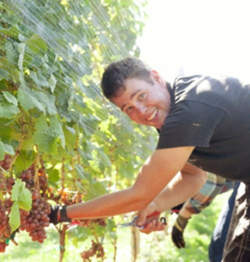 Singletree viticulturalist Andrew Etsell during the winery's first harvest.