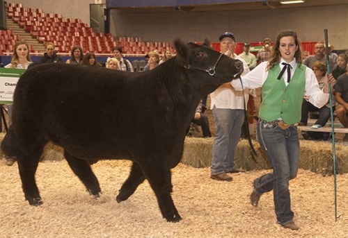 grand champion steer was raised by Paige Thompson and bought by Jeff Paul