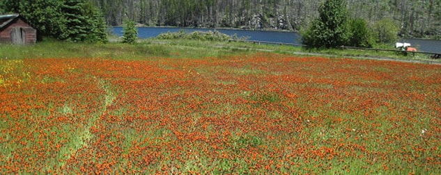 71976abbotsfordOrangehogweed