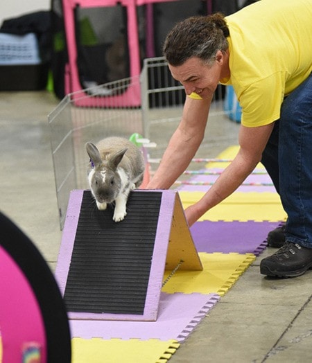 Rabbits at Vancouver Rabbit Agility Club area competed on course.