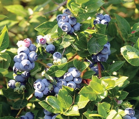 7900abbotsfordBlueberries-BlueberryFarm-Onnink-Henk-1-col-jvp