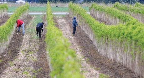 Mexican Farm workers tie raspberry canes along Huntindon Rd