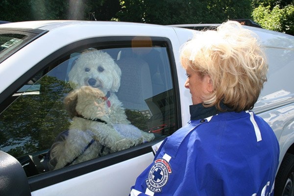 The BC SPCA responded to 288 complaints of dogs left in cars in June.