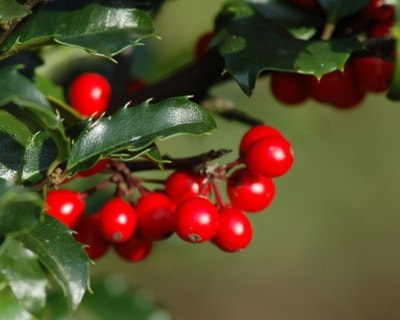 99919abbotsfordholly-berries