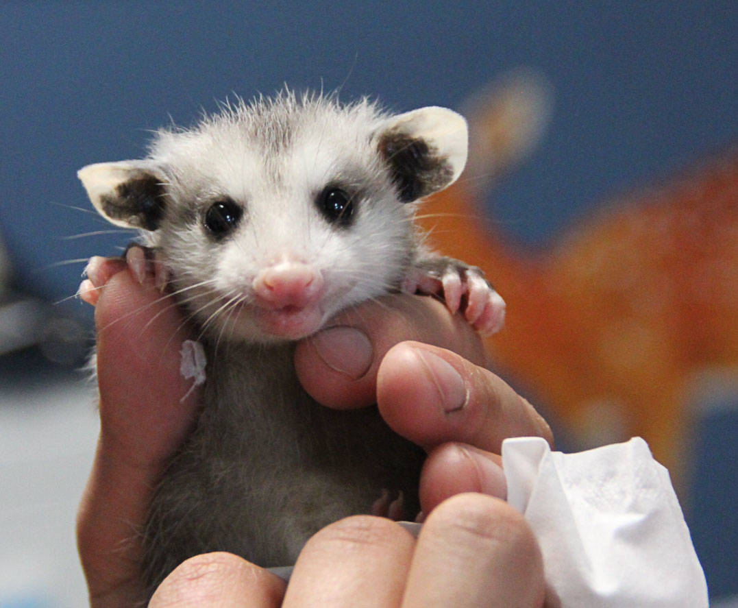 web1_170531-LAT-Opossum-baby