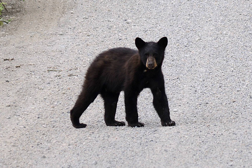 web1_170615-ABB-Bears-on-Sumas-Mountain_1