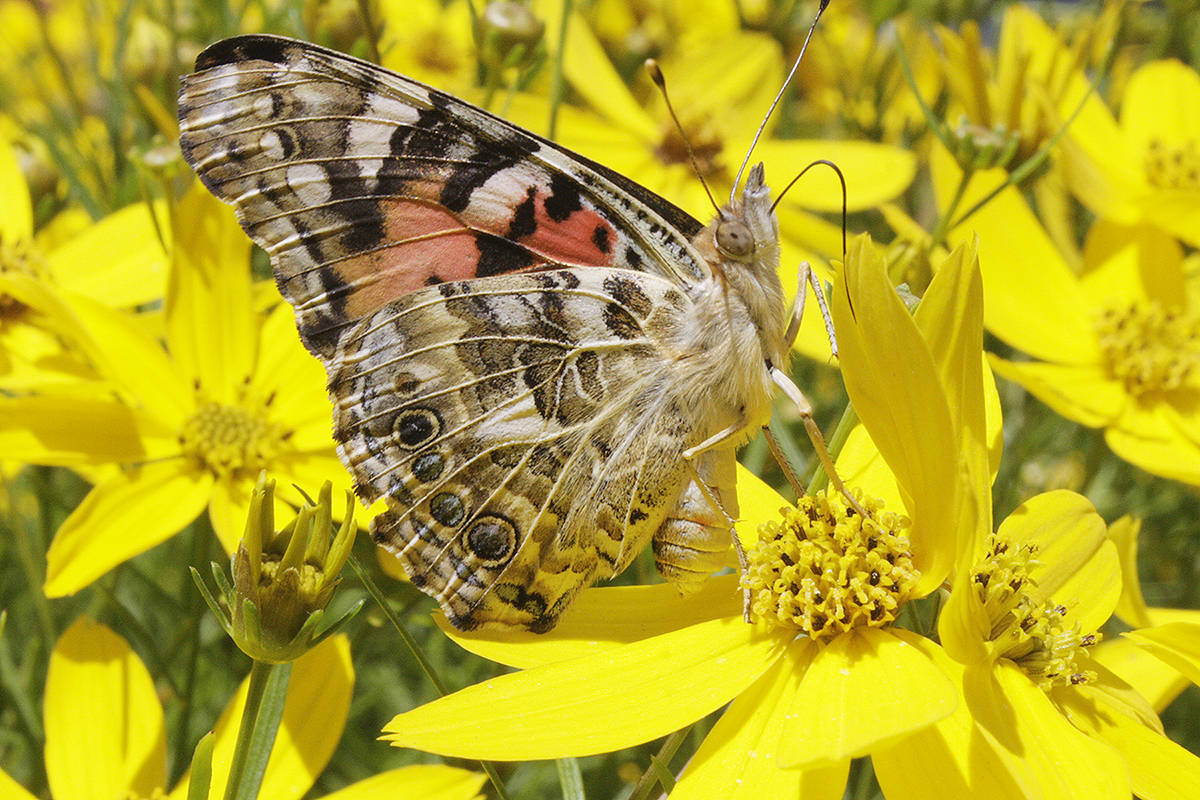 7635723_web1_170708-LAT-butterfly-release-painted-lady