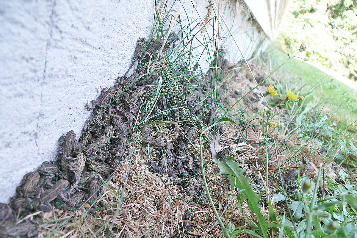 7747263_web1_170717-LAT-toadlets-in-shade