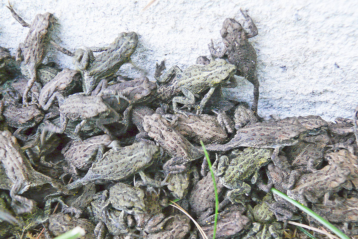 7747263_web1_copy_170717-LAT-toadlets-in-yard