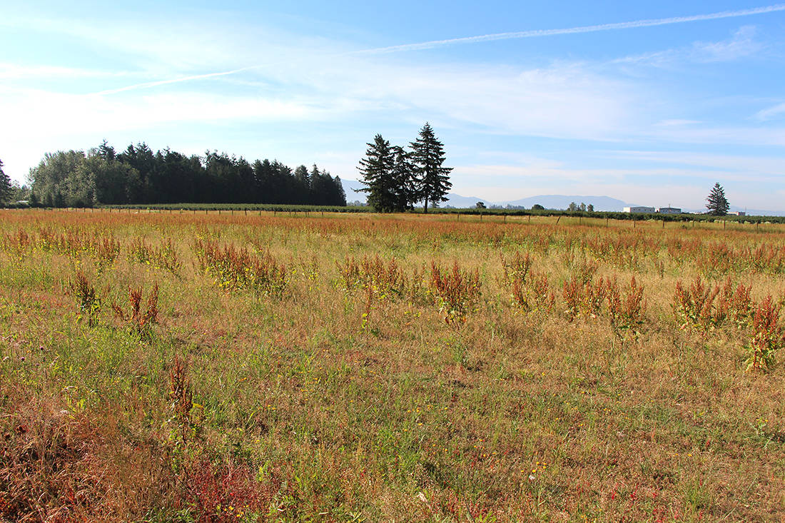 7747461_web1_Farmland-on-Marshall