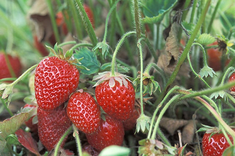 7865834_web1_170728-ABB-strawberries_1