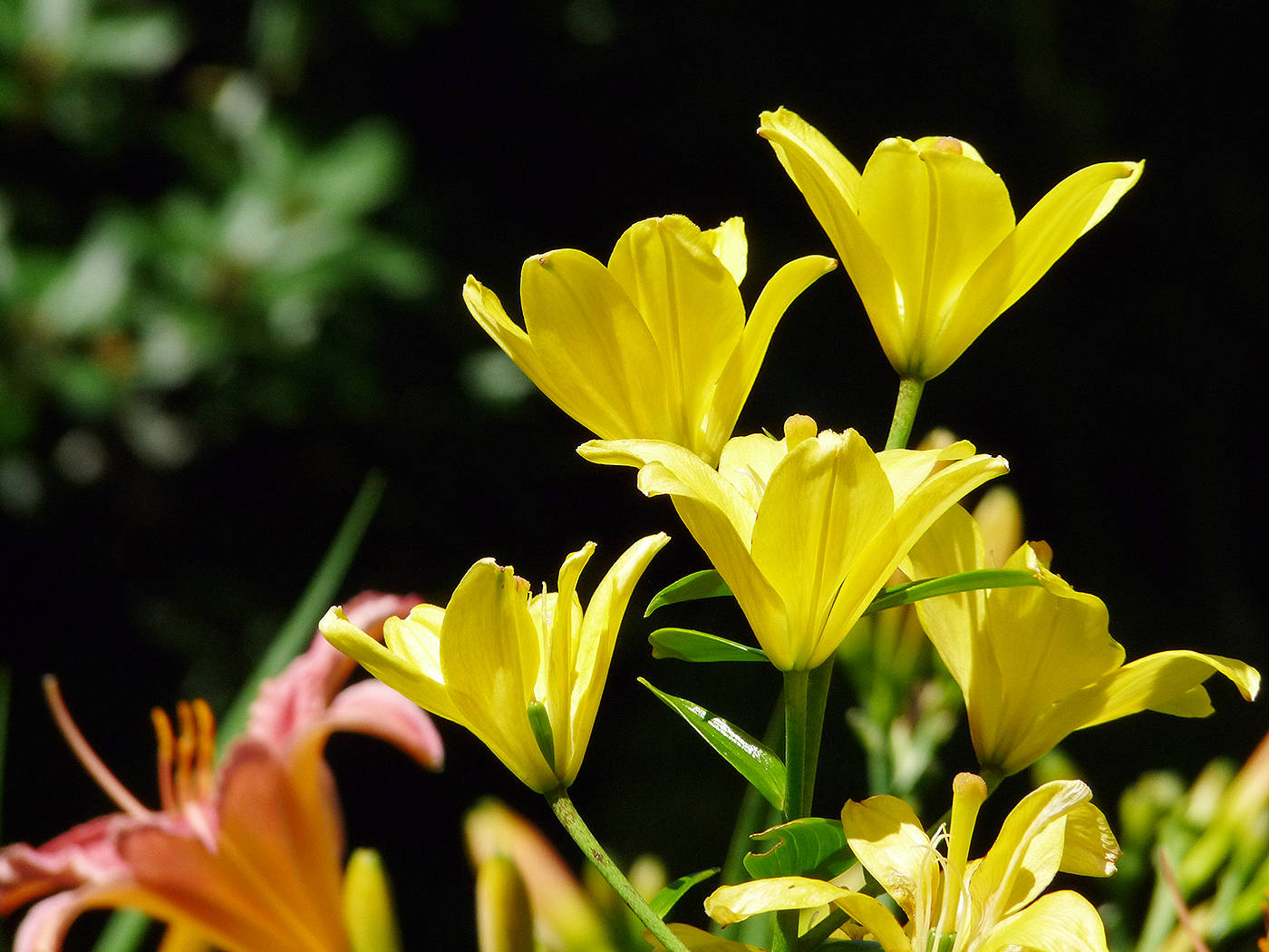 web1_170708-LAT-Eriksons-yellow-flowers