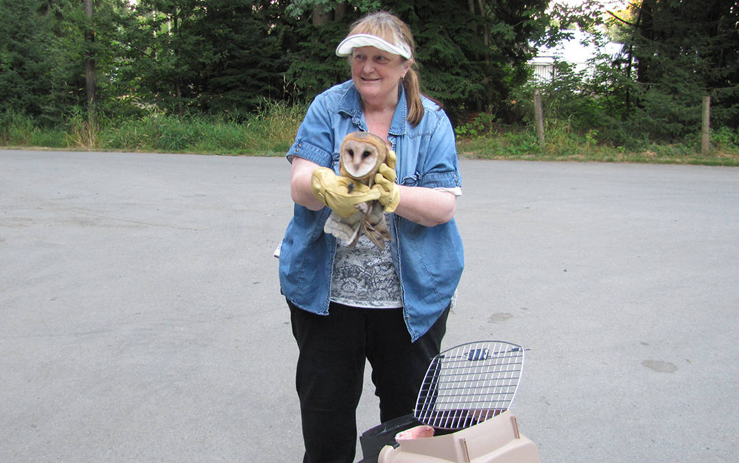 8271031_web1_170830-LAT-OwlRescue_5