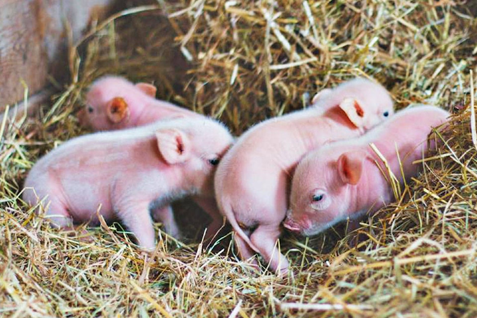 8286735_web1_170828-LAD-HappyHerdPiglets_1