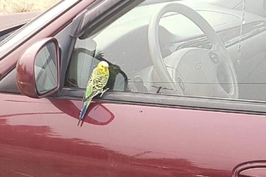 8474982_web1_Budgie