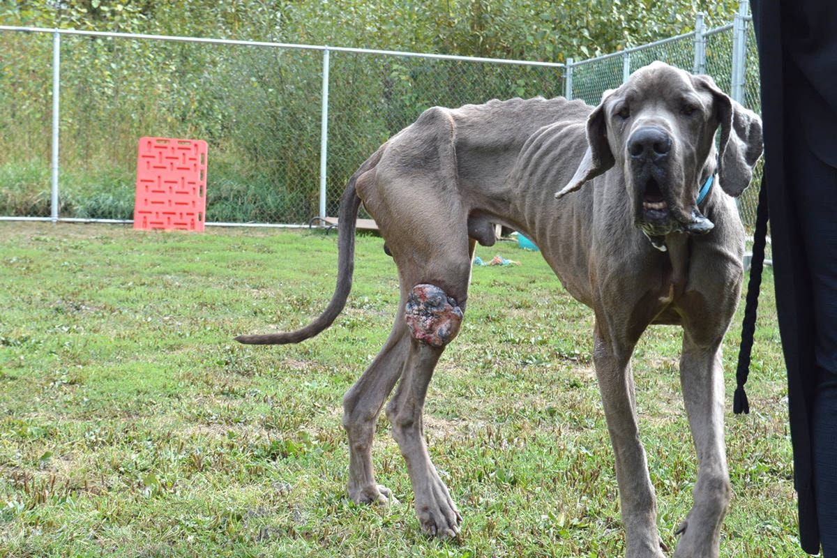 Great 2024 dane angry