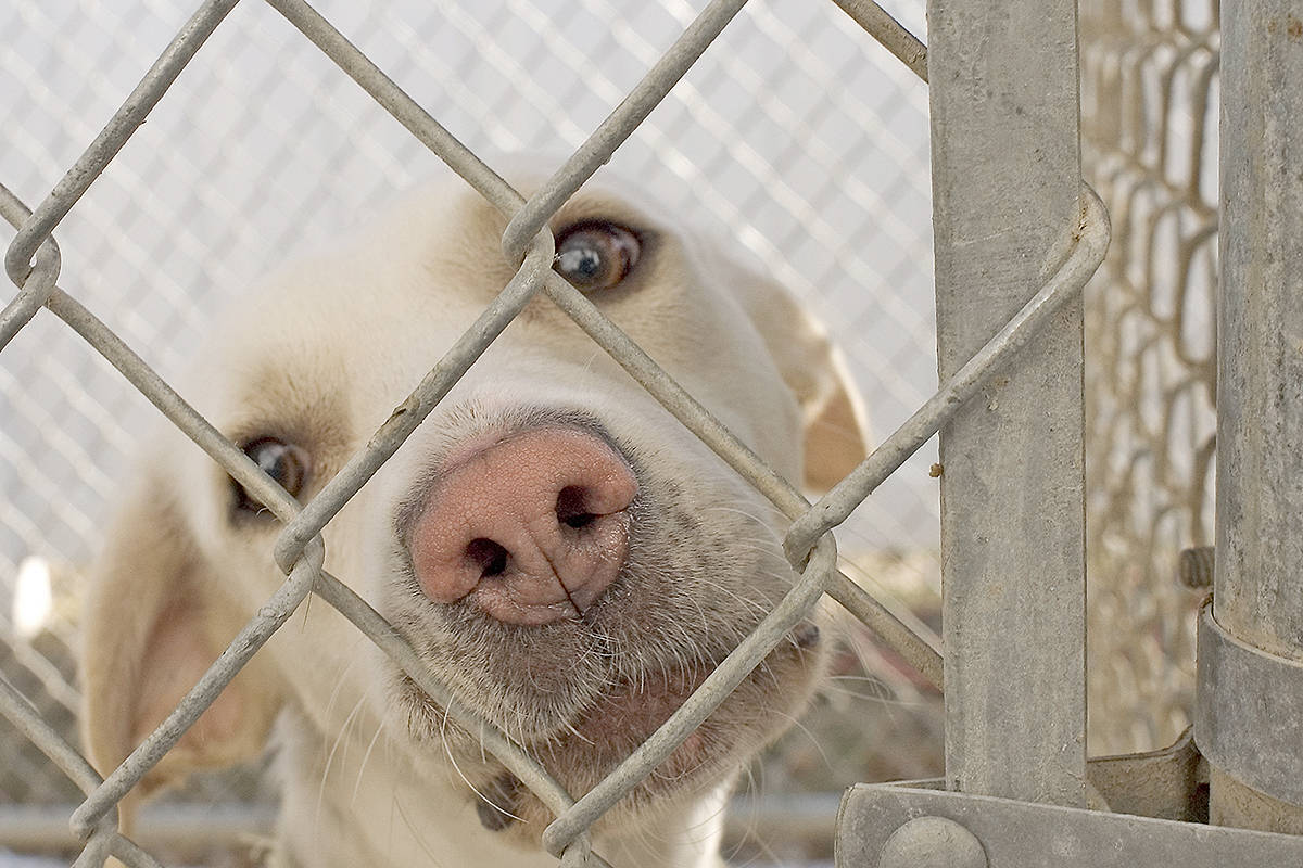 10178880_web1_copy_180114-LAT-dog-in-shelter-file