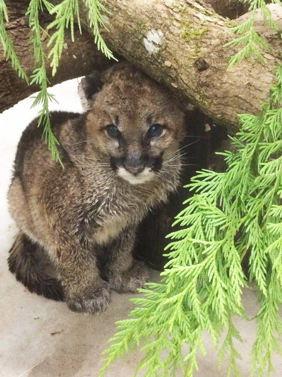 10487614_web1_180208-ALT-Cougar-Orphan-Zoo_3