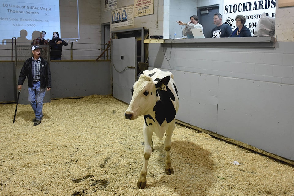 11058203_web1_CattleAuction