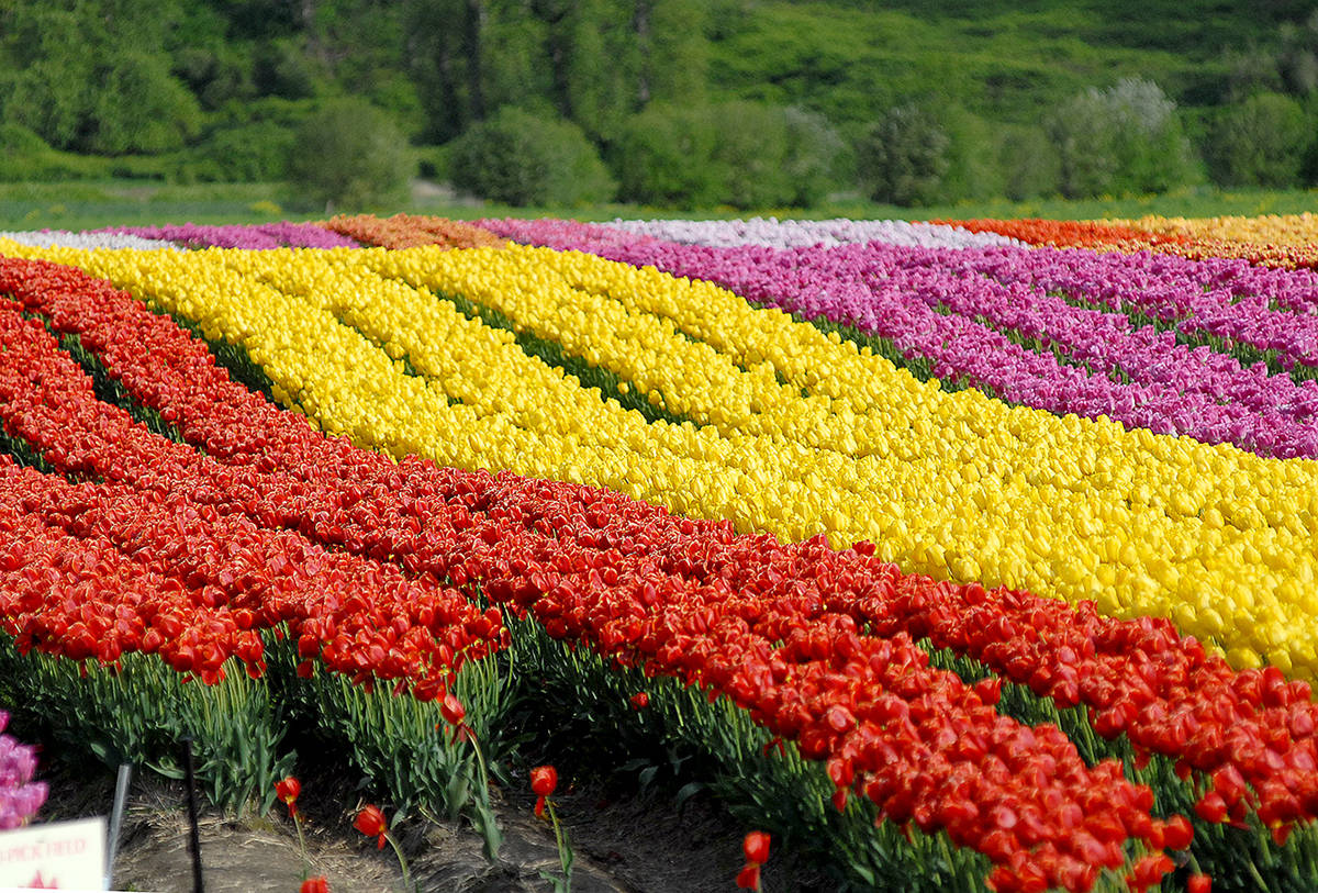 Annual Bloom Tulip Festival returns to Abbotsford - The Abbotsford News