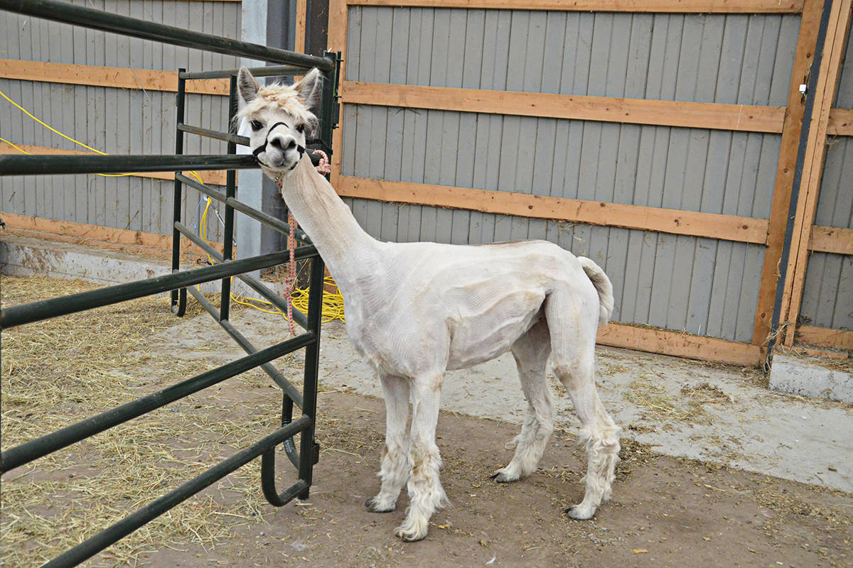 11318083_web1_180404-LAD-Alpacas6