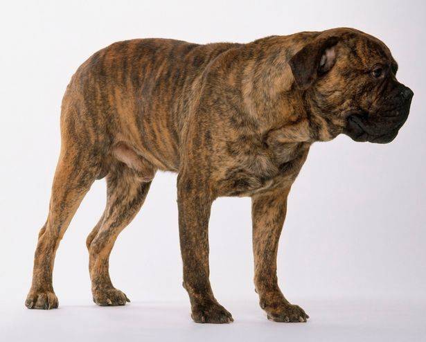 11835825_web1_bristle-bull-mastiff