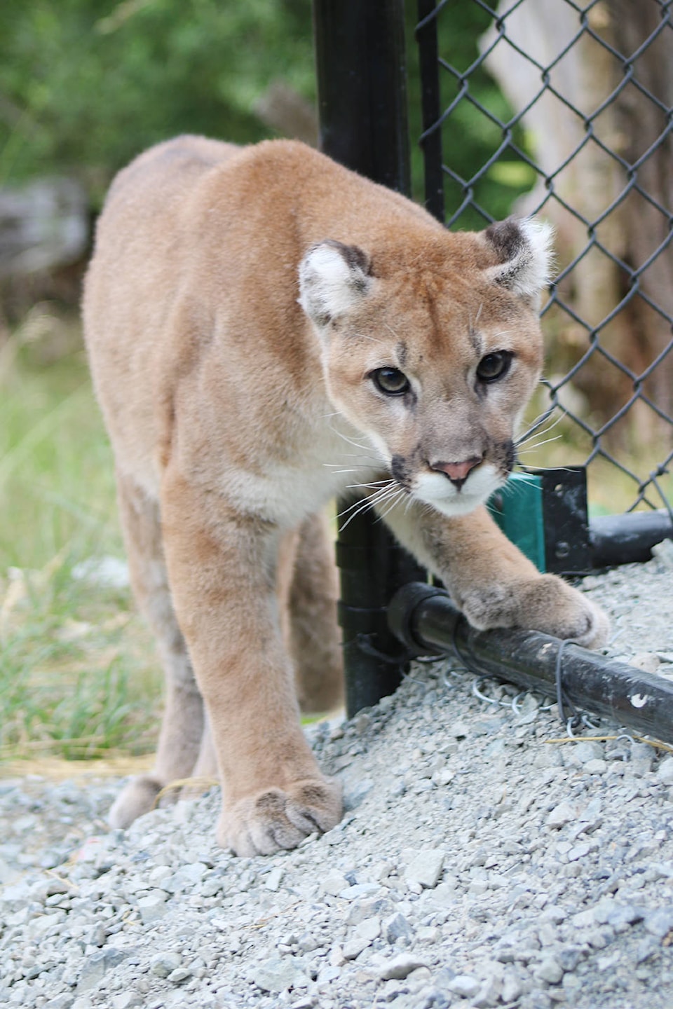 12554615_web1_GV-Zoo-Cougar2