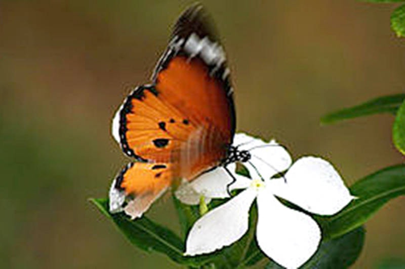 12778450_web1_180720-ABB-Butterfly-release_1