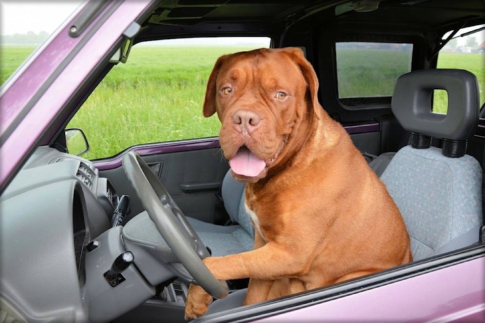 12897356_web1_180710-ACC-M-Dog-driving-car