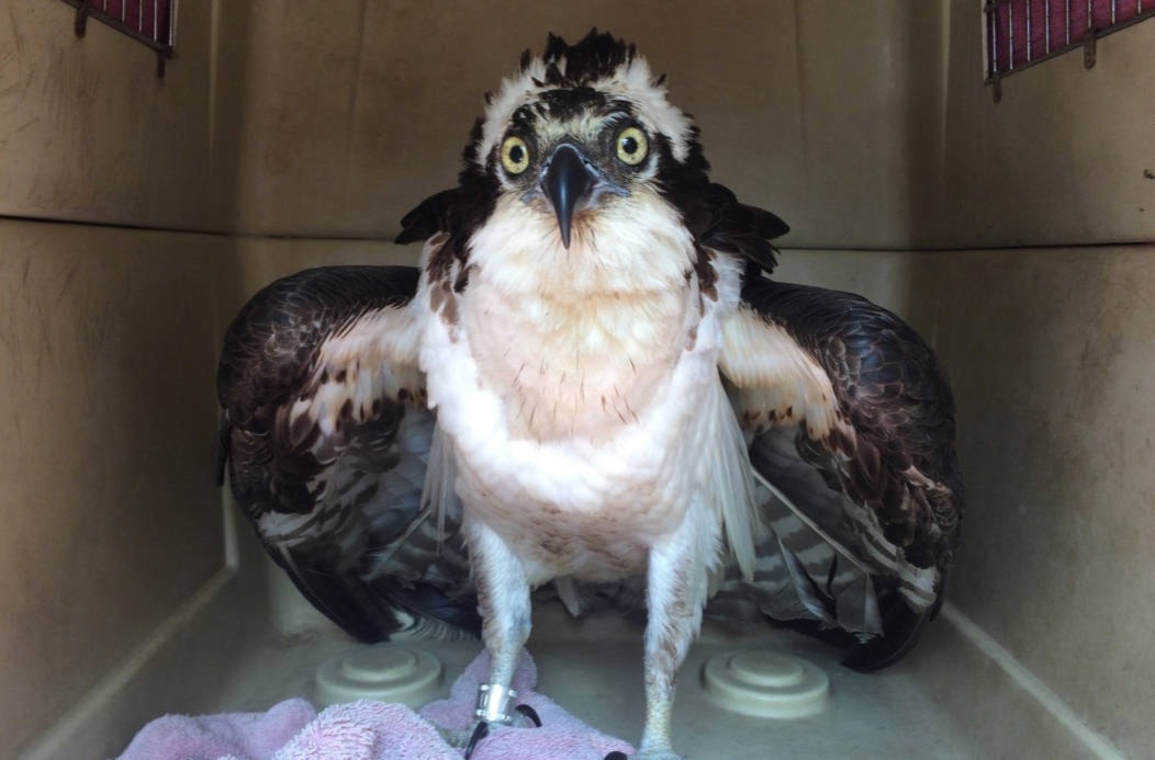 Osprey family of birds grab unexpected attention at World Championships in  Eugene, Oregon