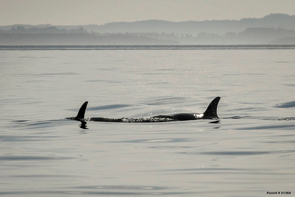 13057413_web1_orca-humpback-J50-NOAA