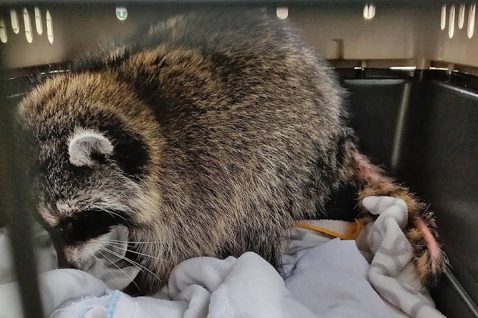 Horrific' case of raccoon kept starving in trap for days prompts BC SPCA probe - The Abbotsford News