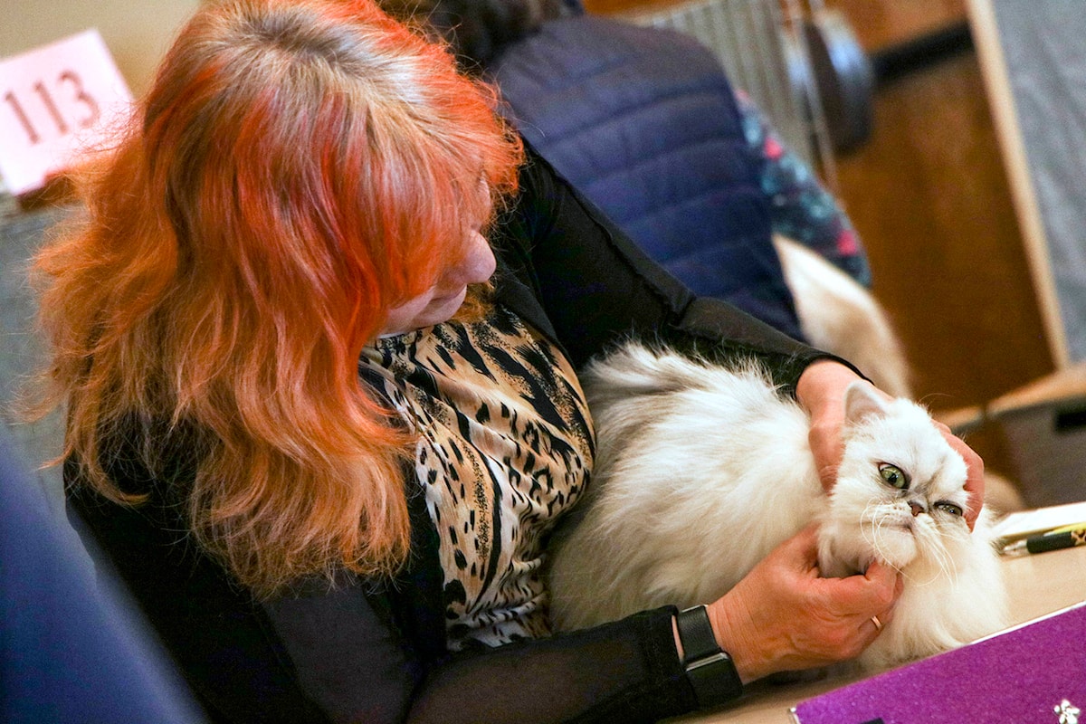 Cat Fanciers Show Off Their Fancy Felines In Abbotsford The cat-fanciers-show-off-their-fancy-felines-in-abbotsford-the