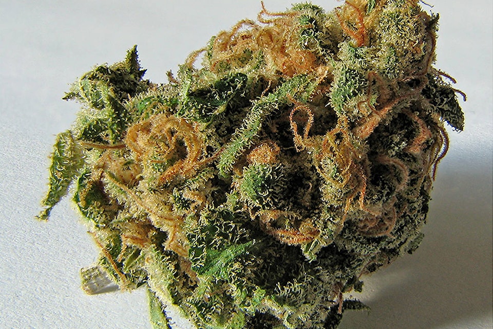 17260859_web1_Marijuana-Bud-T_1