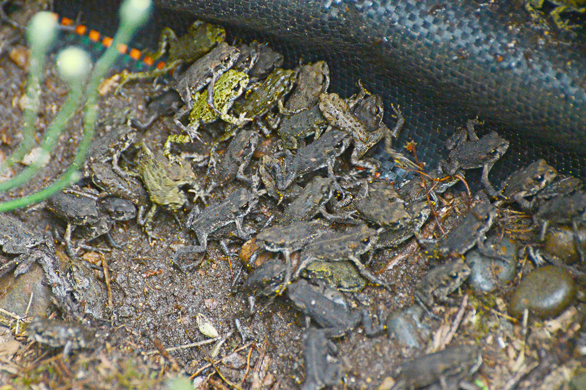 17749024_web1_190717-LAT-Toads1