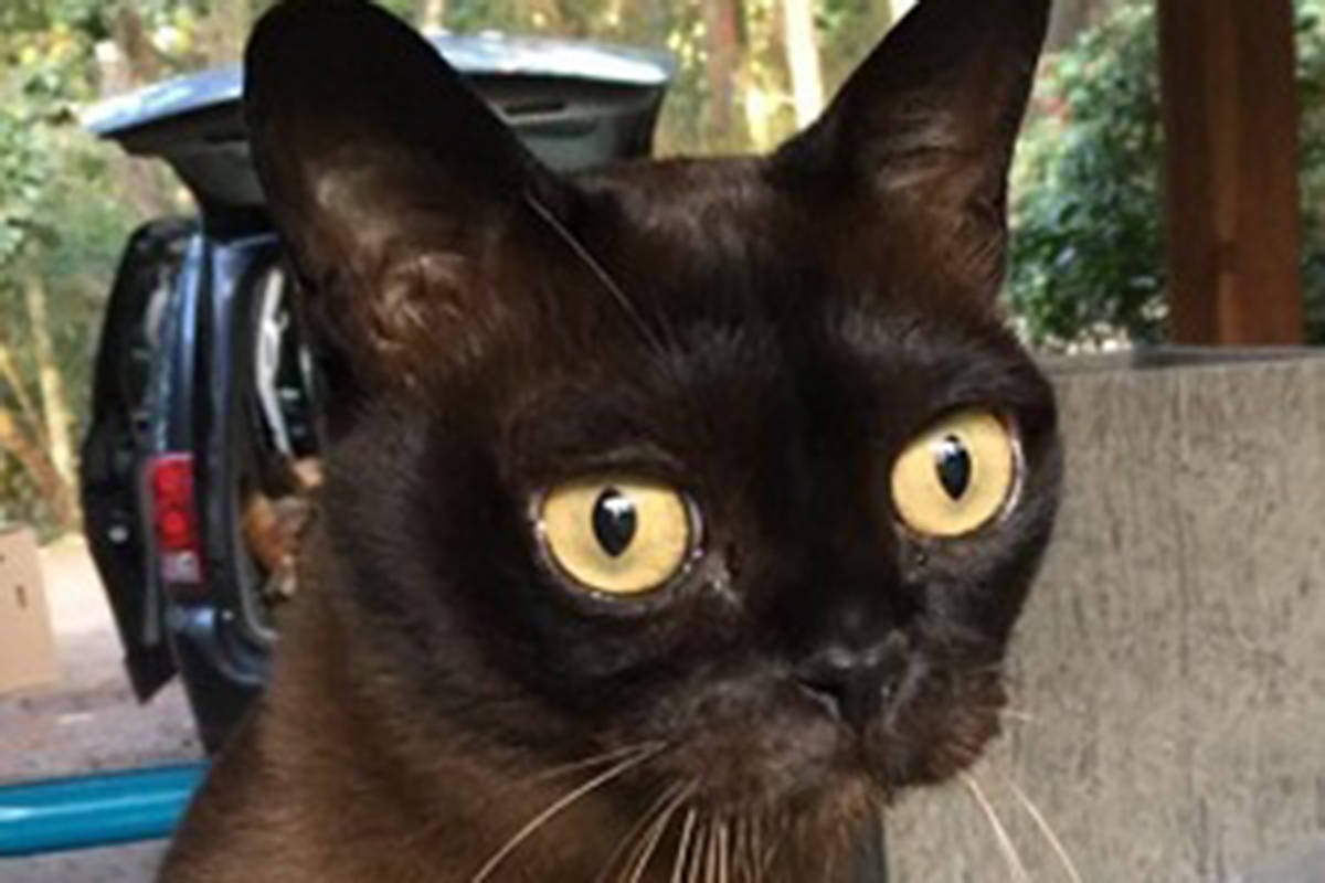 Cat’s leg amputated after being shot in Victoria The Abbotsford News