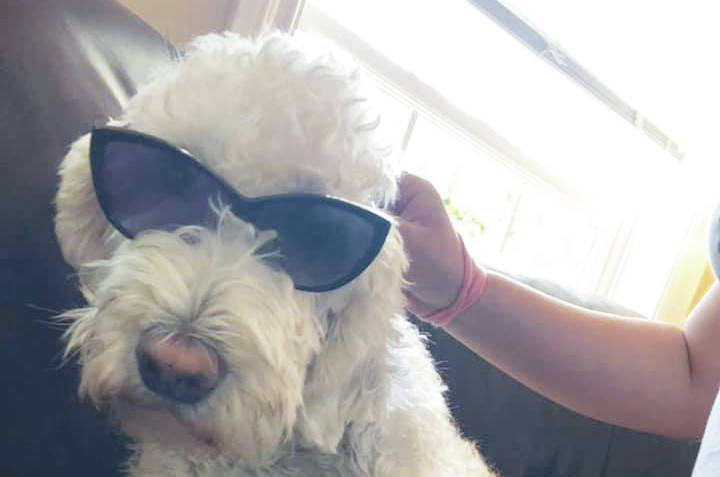 Professional dog cheap tracker