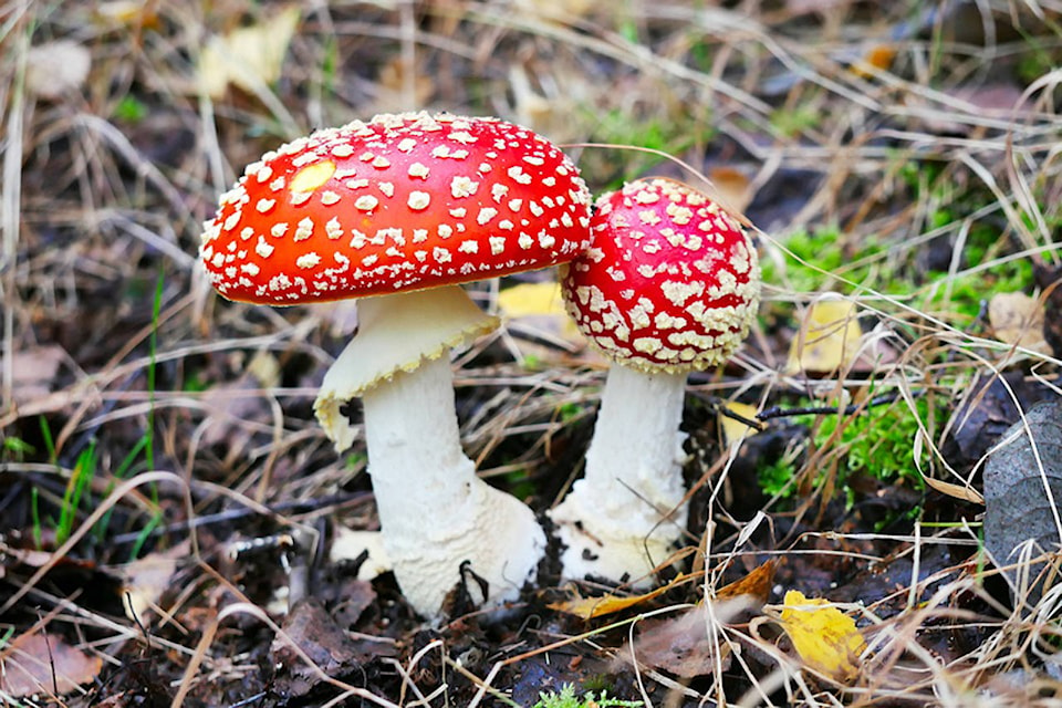 19086323_web1_191023-VNE-Mushroom