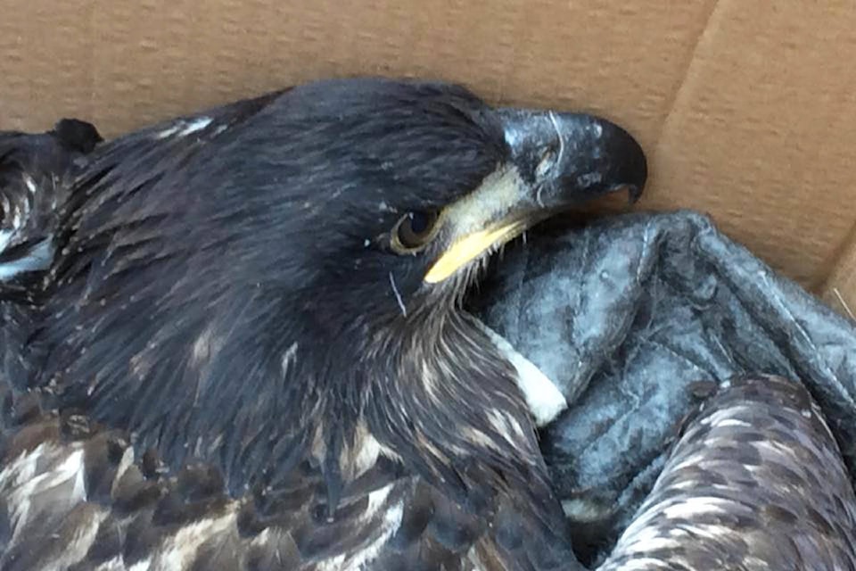 19303306_web1_190731-SAA-Eaglet_rescue2