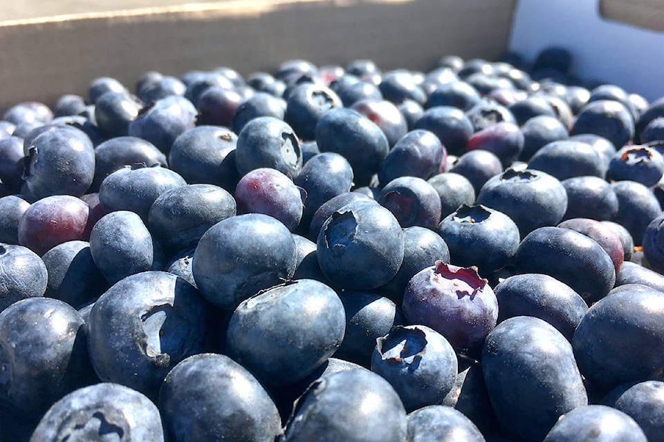 19442814_web1_blueberries