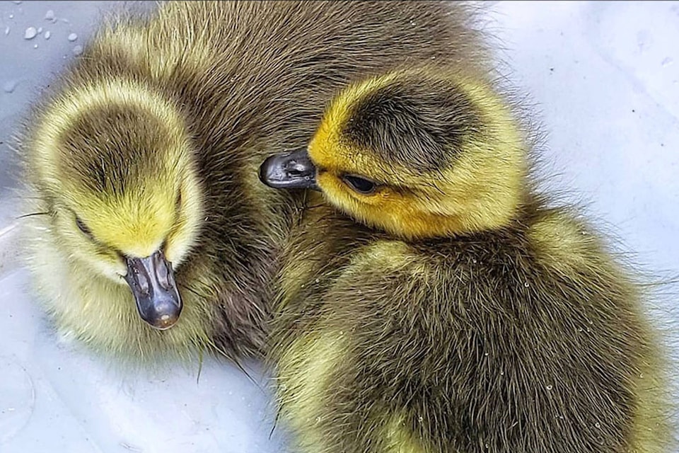 21883068_web1_200625-AHO-DucklingRescue-Duckling_1