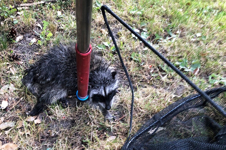 22131603_web1_200713-SNE-BabyRaccoonRescue-babyraccoon_2