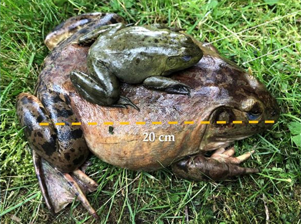 American bullfrogs wreaking havoc in Fraser Valley watersheds - The  Abbotsford News