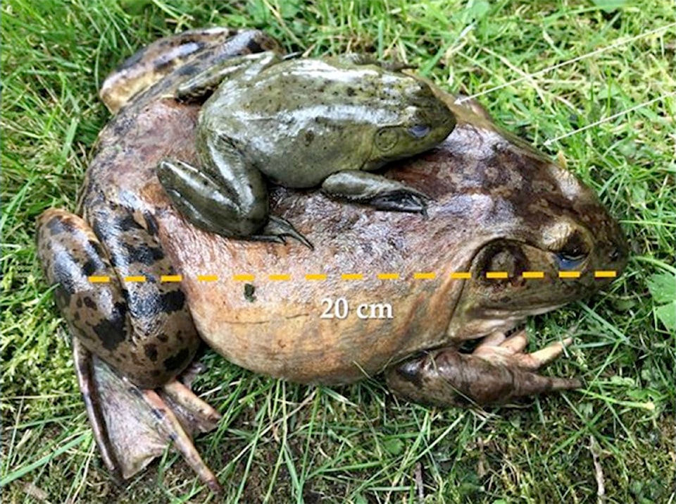 22175435_web1_200720-CPL-Bullfrogs-Invasive-FVC_1