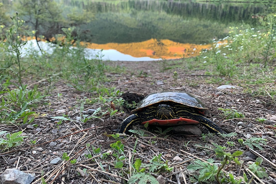 22216757_web1_200730-WEK-painted-turtles_1