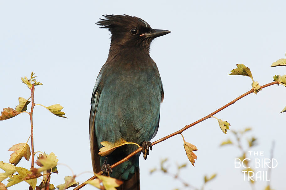 Stellers jays are among the many bird species you can spot in Abbotsford. Shayne Kaye photo/courtesy Abbotsford Tourism