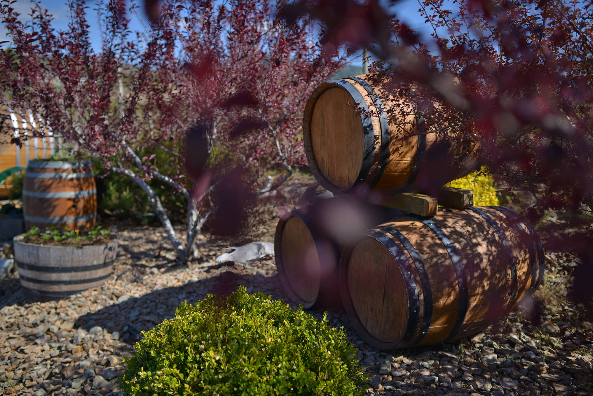 Barrels pictured outside Oliver winery, Quinta Ferreira, in May. (Phil McLachlan - Black Press Media)