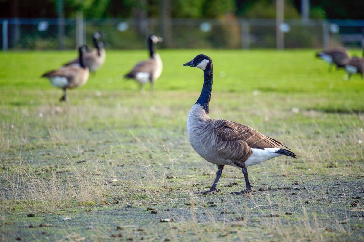 Help tame Vancouver s Canada goose population by reporting nests